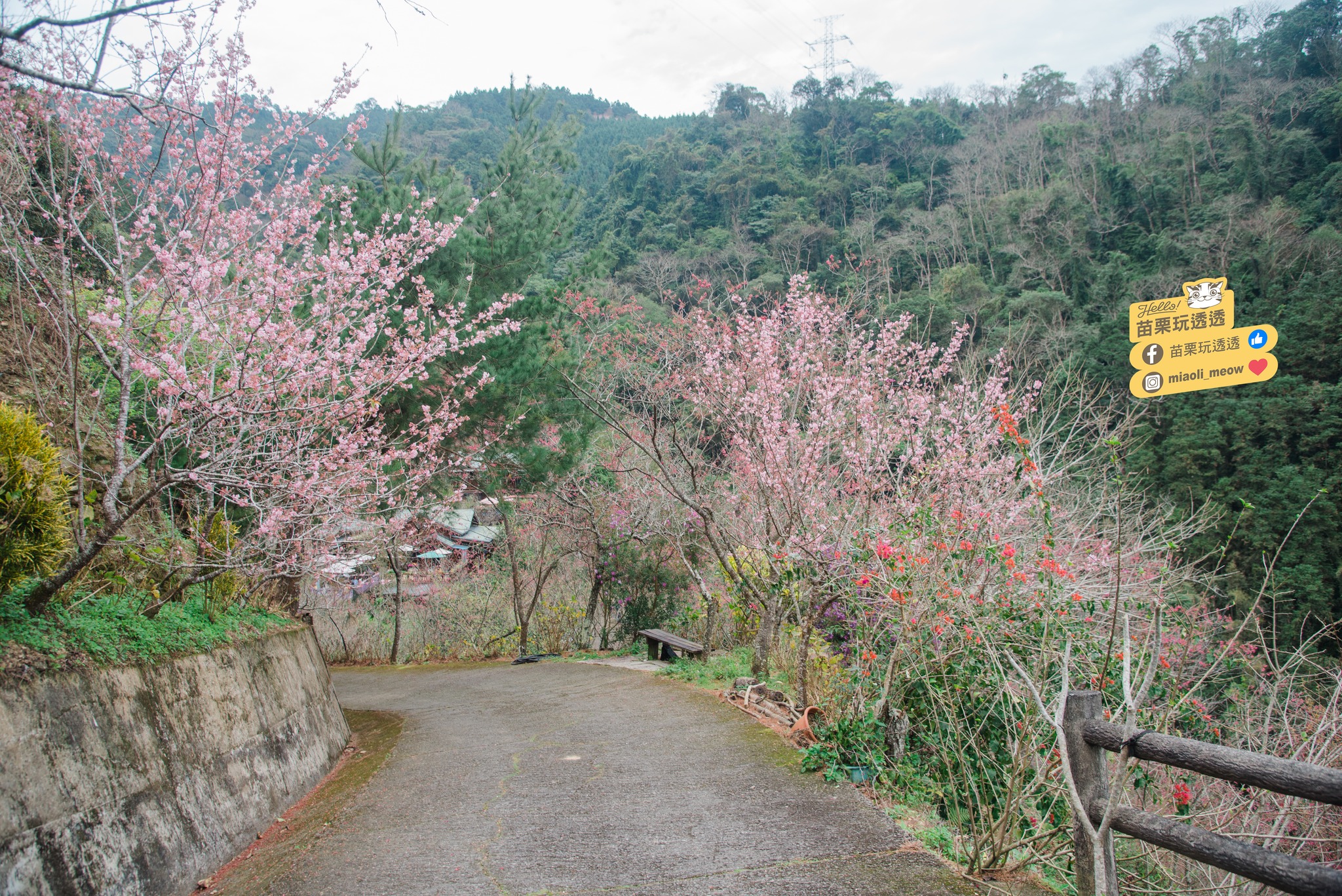 沿著環山步道的水泥路蜿蜒而上