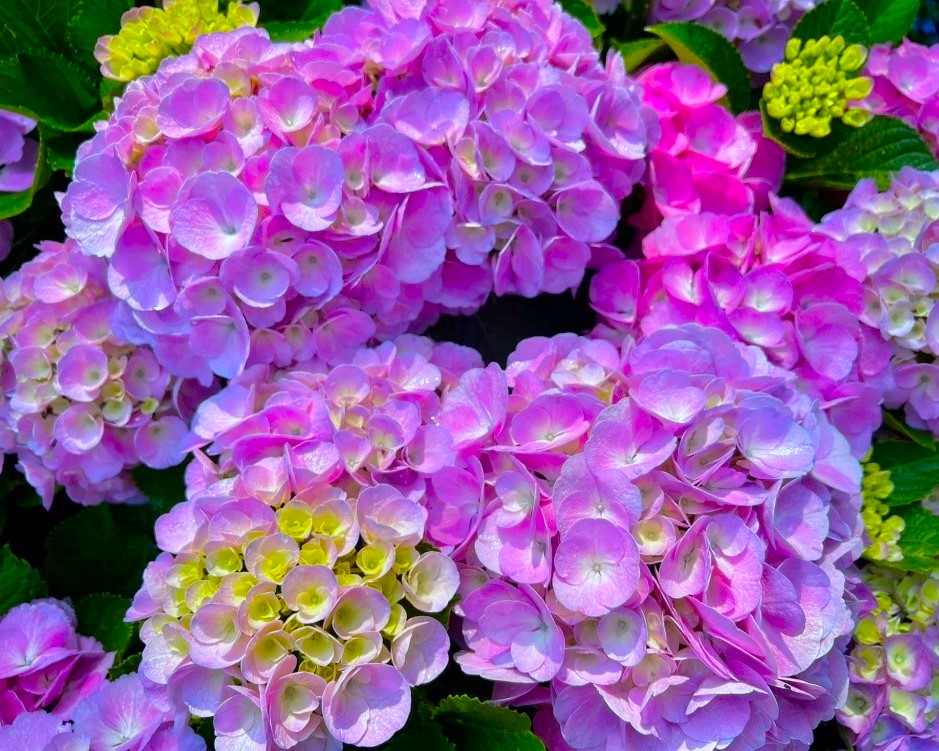 浪漫繡球花季就在壢西坪