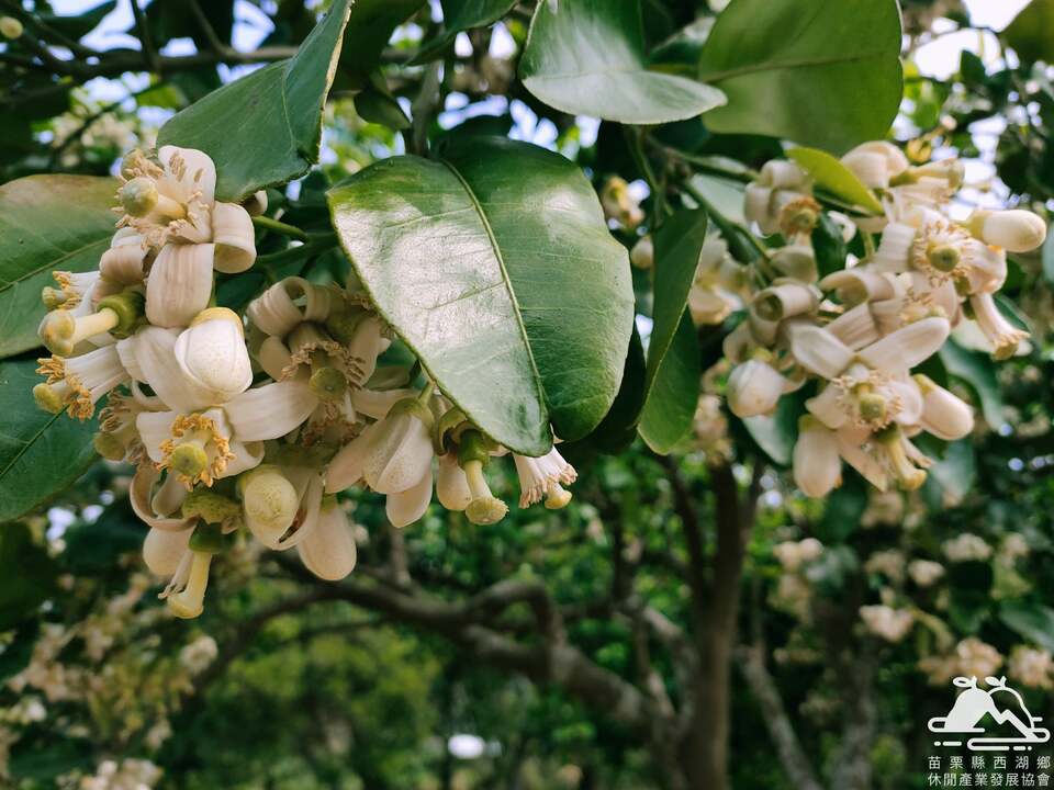 湖東休閒農業區趁著柚子山柚花開，特別規劃「柚子山賞花健行趣」活動
