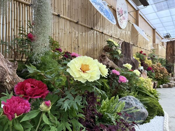 牡丹花貴為「花中之王」，成立牡丹花館為場長多年來的心願。
