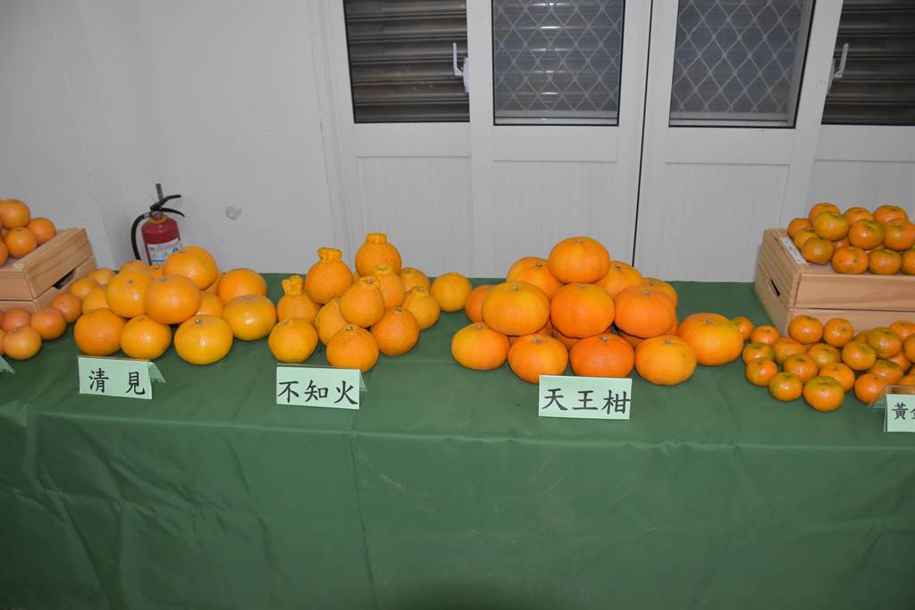獅潭鄉的柑橘品種多項2、30種