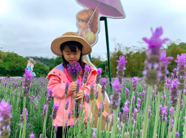 現場免費提供薰衣草花束拍照。