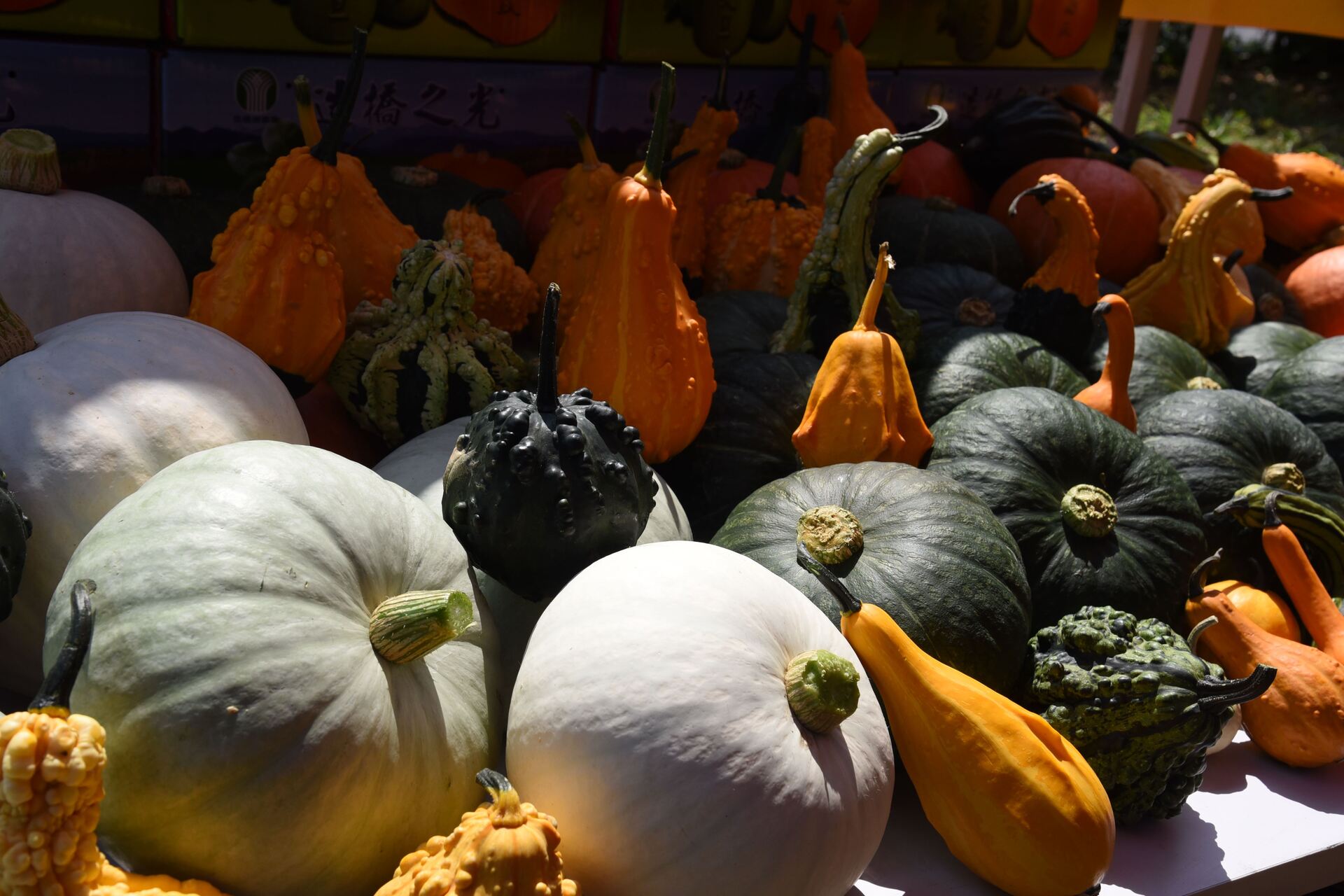 琳琅滿目的南瓜品種