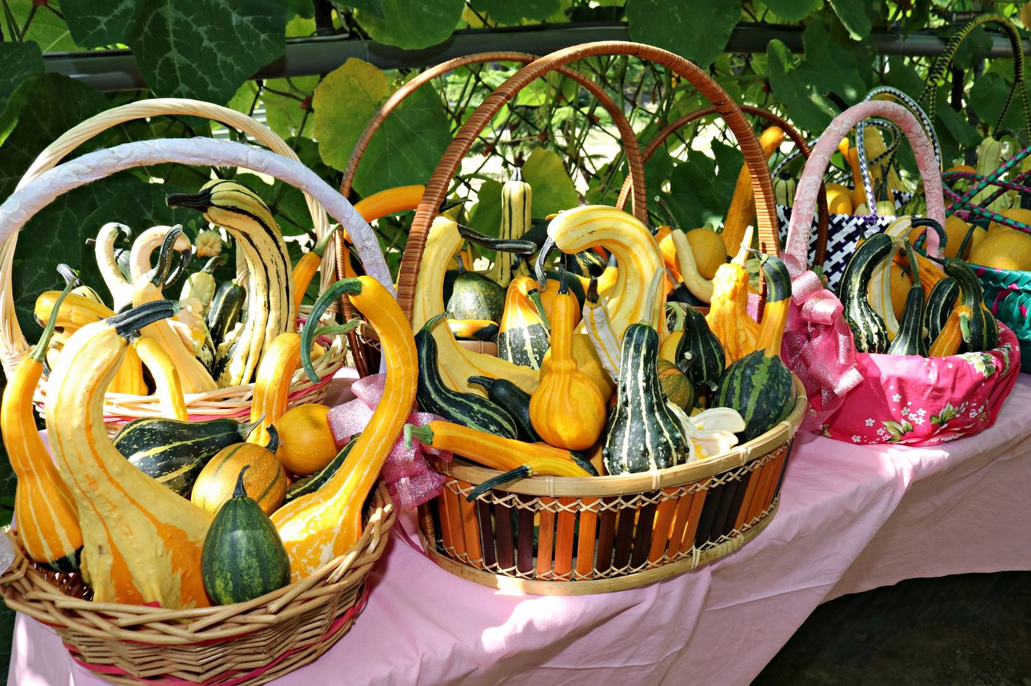 琳瑯滿目的造型南瓜