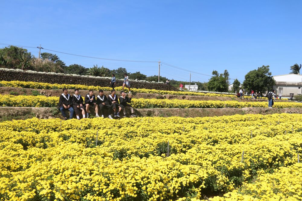 Chrysanthemums in snow white and golden yellow colors are bloomin Chrysanthemums in snow white and golden yellow colors are bloomin