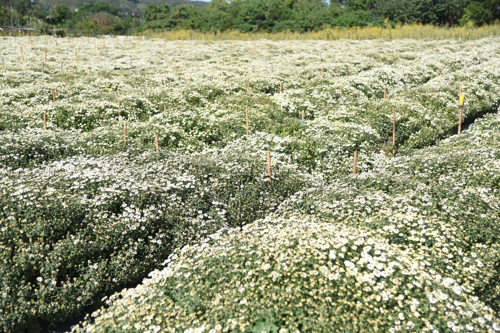 白色杭菊花海