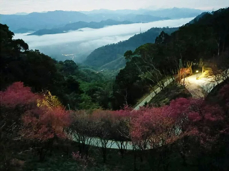 盛開的櫻花與廟前方山凹處的雲海同框，美不勝收