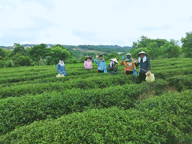 第十一座休閒農業區，在這裡可以參訪茶園