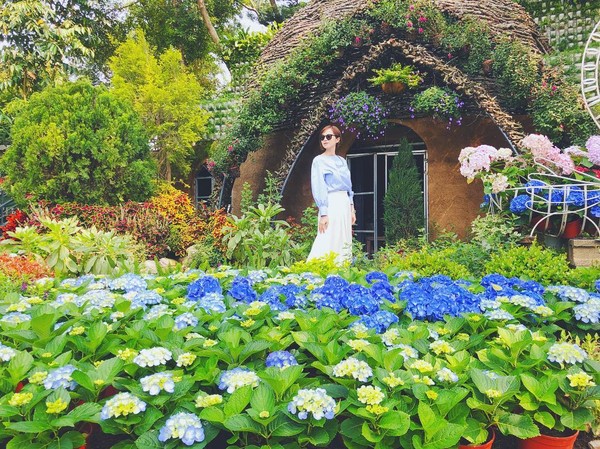 花露休閒農場繡球花季登場