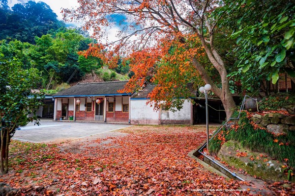苗130縣道約22.4K處12.25楓況
