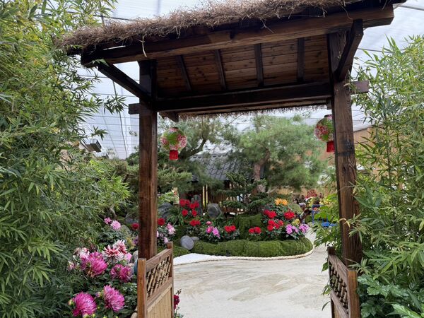 苗栗卓蘭花露農場今（16日）起迎來牡丹花展，最佳賞花期預計到2月6日。