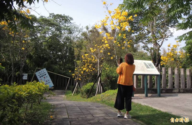 苗栗市功維敘隧道尚禹橋周邊黃花風鈴木盛開，吸引遊客拍照、打卡。