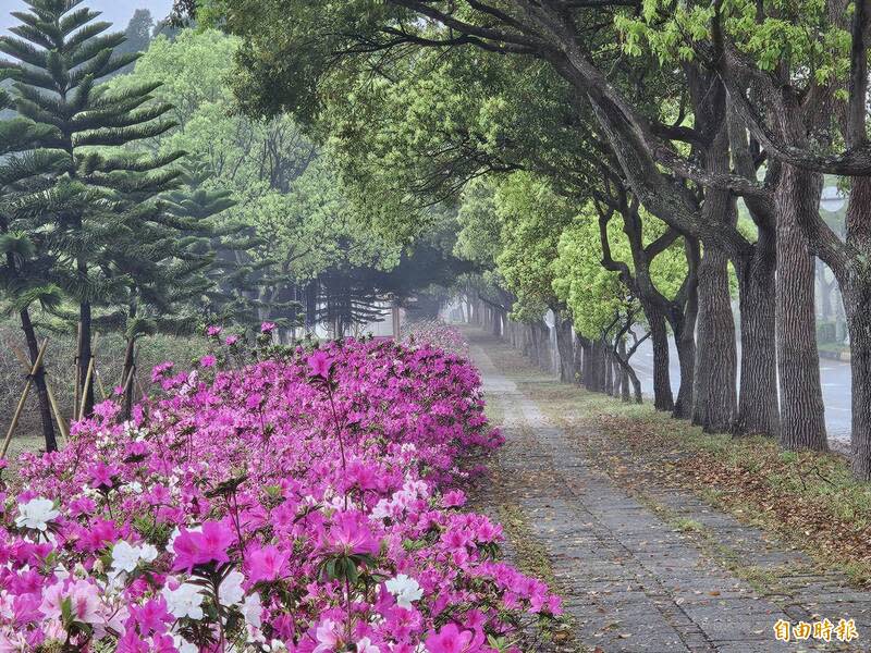 苗栗市經國路兩側杜鵑花綻放，陰雨天呈現迷濛浪漫