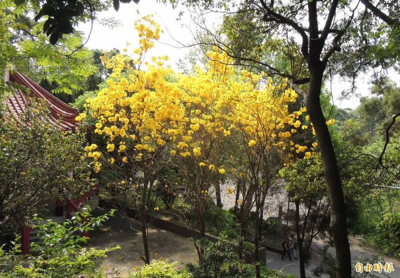 苗栗市貓裏山公園內，黃花風鈴木盛開，點輟周邊景致。