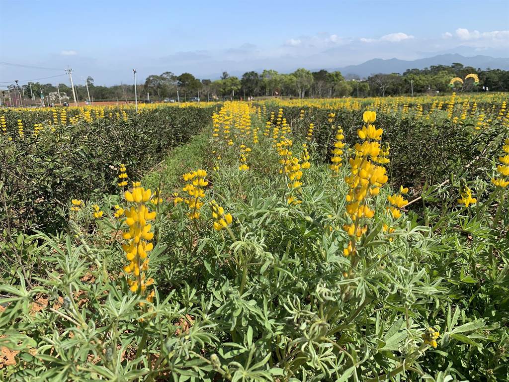 苗栗市農會推動八甲地區茶園復耕，利用休耕期在茶區打造8公頃魯冰花海，成冬季限定的浪漫景致。