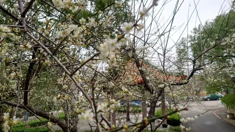 苗栗市郊貓裏山公園種植80棵梅花今年大爆發，花團錦簇美不勝收