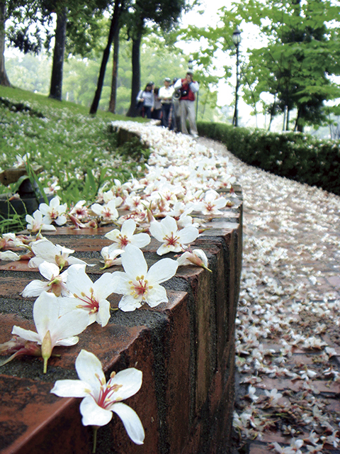 Go watching tung blossoms