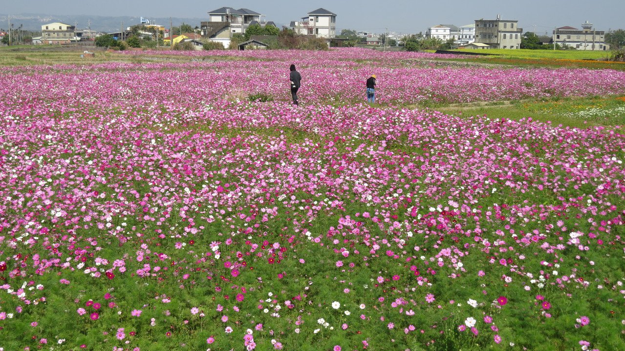 苗栗縣公館鄉119甲縣道「花田一路」1號花田大波斯目前盛開，美不勝收