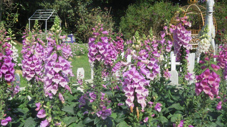 苗栗縣卓蘭鎮花露農場四季都能賞花，文觀局推薦小鎮慢城之旅。