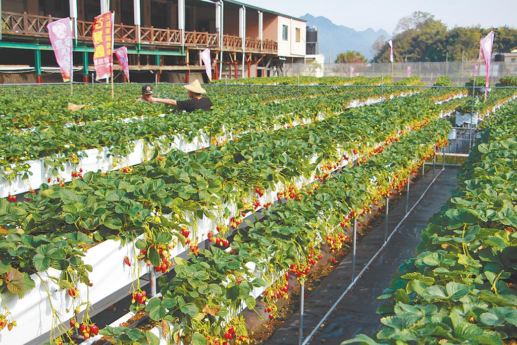 苗栗縣大湖有「草莓王國」美名，栽培出的草莓碩大飽滿、品質優良，開放採果體驗廣受親子歡迎