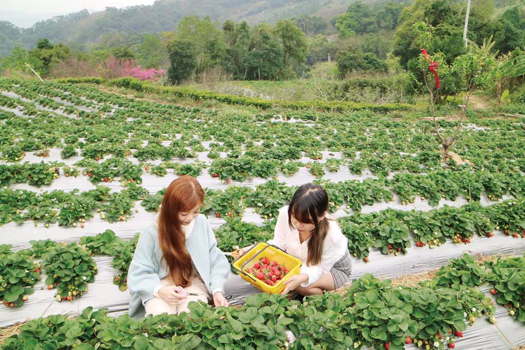 苗栗縣擁有11處優質的休閒農業區，每逢春節期間處處百花齊放，更是採果農遊的最佳時節