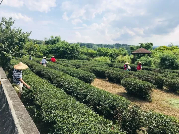 苗栗縣文觀局規畫10月21、22日舉辦「山與茶的共舞」製茶體驗工作坊，希望讓大家透過寓教於樂的方法學習製茶技術、感受茶園的農事生活，今天起開放報名。