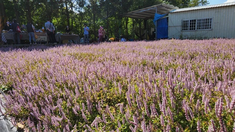 苗栗縣獅潭鄉11月19、20日兩天將再度舉辦仙草花節，邀各地遊客到獅潭賞玩