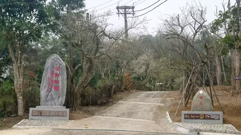 苗栗縣獅潭鄉協雲宮旁梅園步道新種180棵梅花，5年後花開美景可期