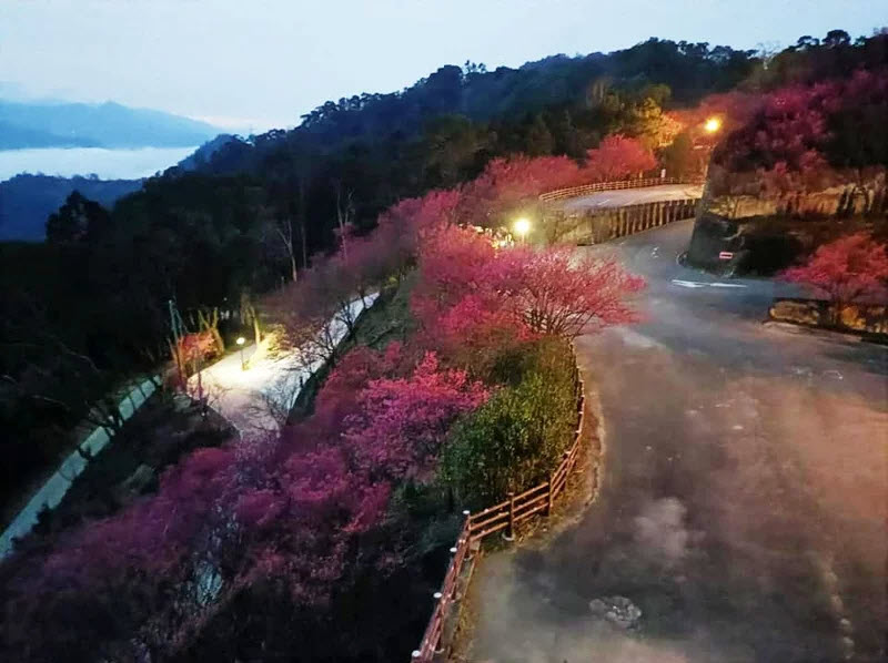 苗栗縣獅潭鄉協雲宮盛開的櫻花