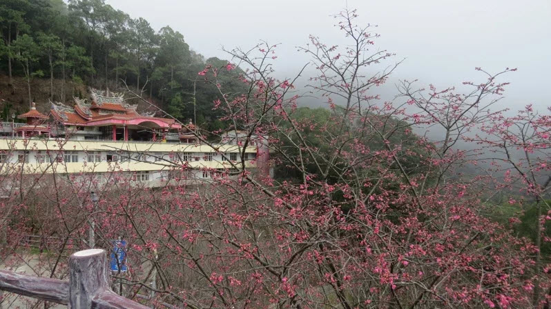 苗栗縣獅潭鄉協雲宮目前櫻花零星，廟方估計今年要遲至2月1日盛開