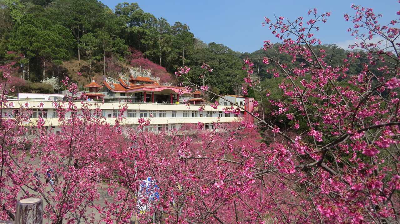 苗栗縣獅潭鄉協雲宮賞櫻勝地，今年花季大爆發