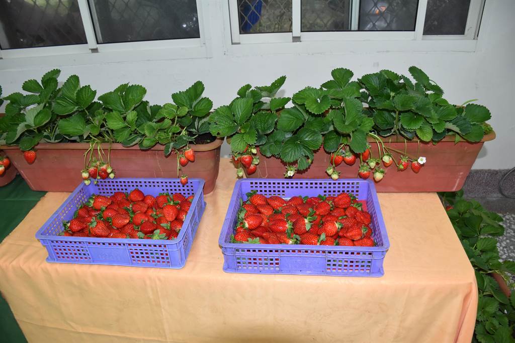 苗栗縣獅潭鄉的草莓大又紅潤好吃，是養顏美容的好水果
