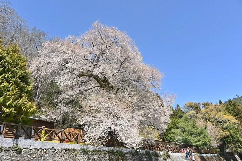 苗栗縣觀霧霧社櫻王目前花開六、七成，一樹雪白花朵如夢似幻。