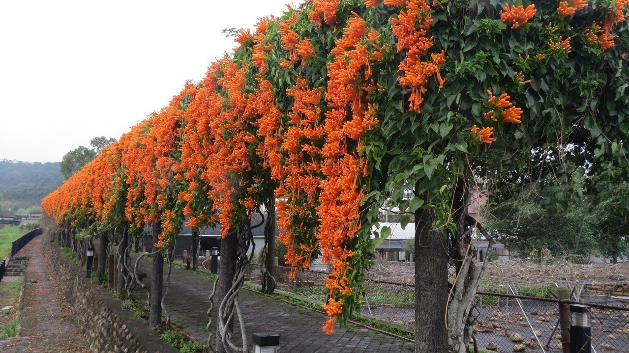 苗栗縣鄉銅鑼鄉九華山大興善寺入口道路泰興橋邊的花架，炮仗花隨風搖曳美麗