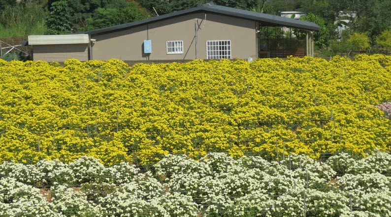 苗栗縣銅鑼鄉杭菊花海繽紛多彩，今年「杭菊芋頭節─菊祥如芋」