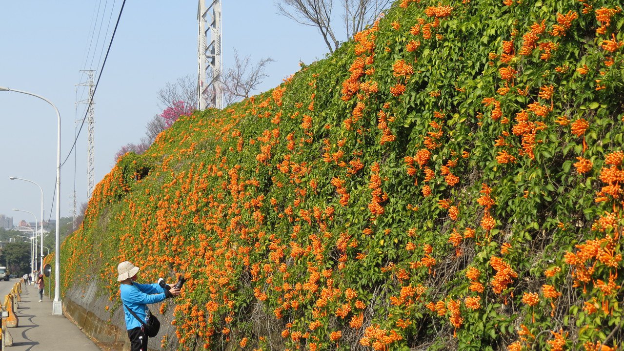 苗栗縣銅鑼鄉炮仗花公園炮仗花開，應節喜氣洋洋