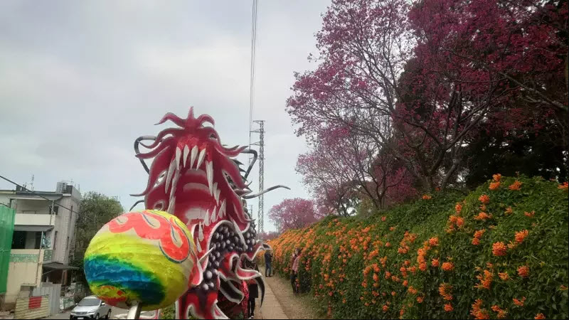 苗栗縣銅鑼鄉環保公園炮仗花目前花開約四、五成，雙層花瀑剛好碰到最上的第三層櫻花盛開，美不勝收。