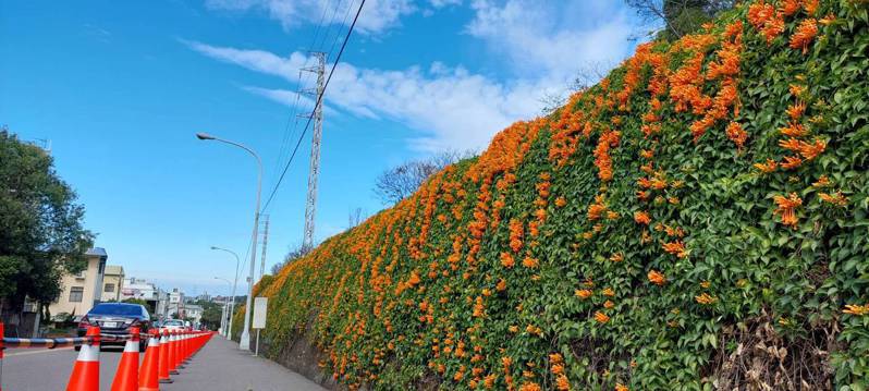 苗栗縣銅鑼鄉著名的炮仗花公園已漸進入花期，鄉公所特地結合在地青創產業推出「銅鑼灣炮仗花炸龍季」，廣邀全國遊客到銅鑼賞花迎龍。