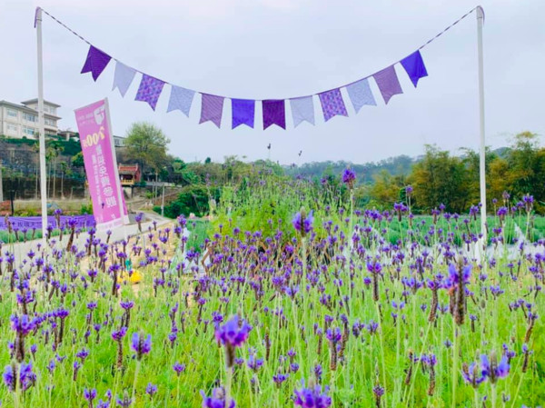 苗栗葛瑞絲香草田薰衣草盛放中。