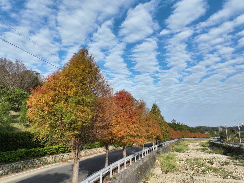 苗栗通霄落羽松大道轉紅