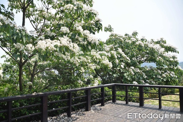 苗栗雪桐步道目前已花開五成 苗栗雪桐步道目前已花開五成