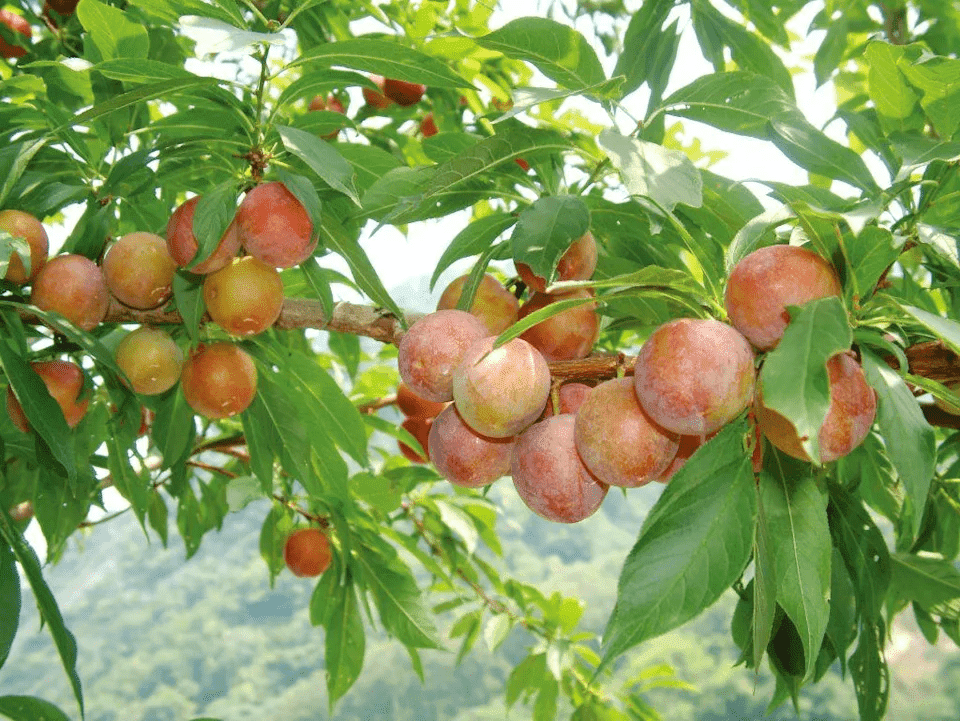 苗縣大湖三義紅肉李盛產