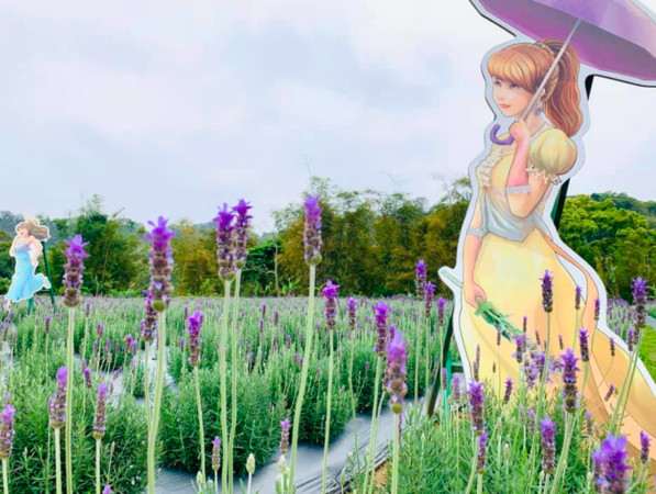 薰衣草花語為等待愛情。