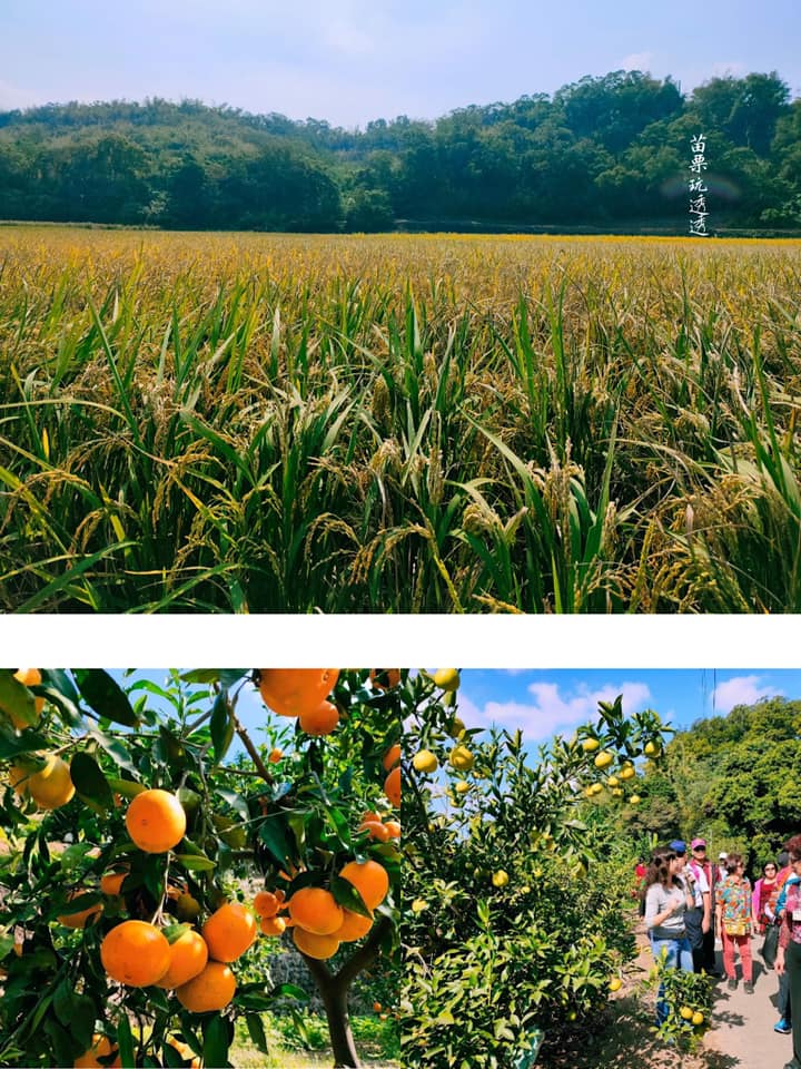 西湖鄉在地的產業發展協會結合小鎮人文、農村生活
