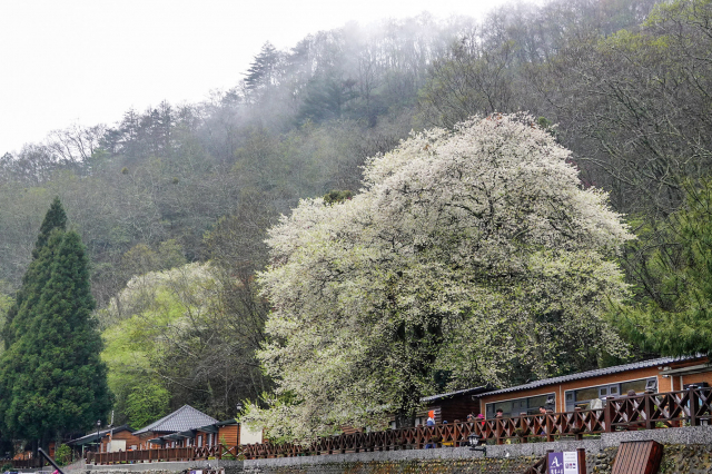 觀霧山莊霧社櫻