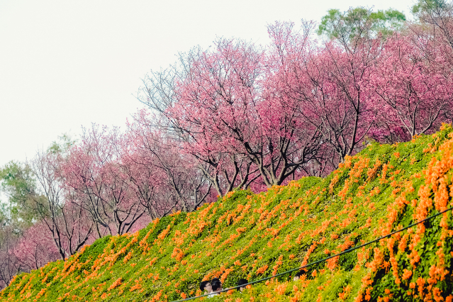 賞花遊秘境