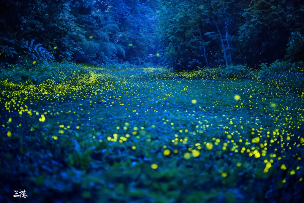 Secret Realm of Tung Blossom Secret Realm of Tung Blossom