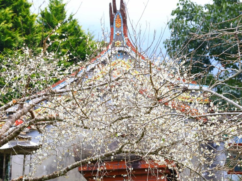 走在梅樹間，遠觀是雪景般的壯麗景象