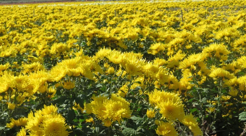 農友張煥文試種3年的皇菊花開艷麗，也為大地添色彩