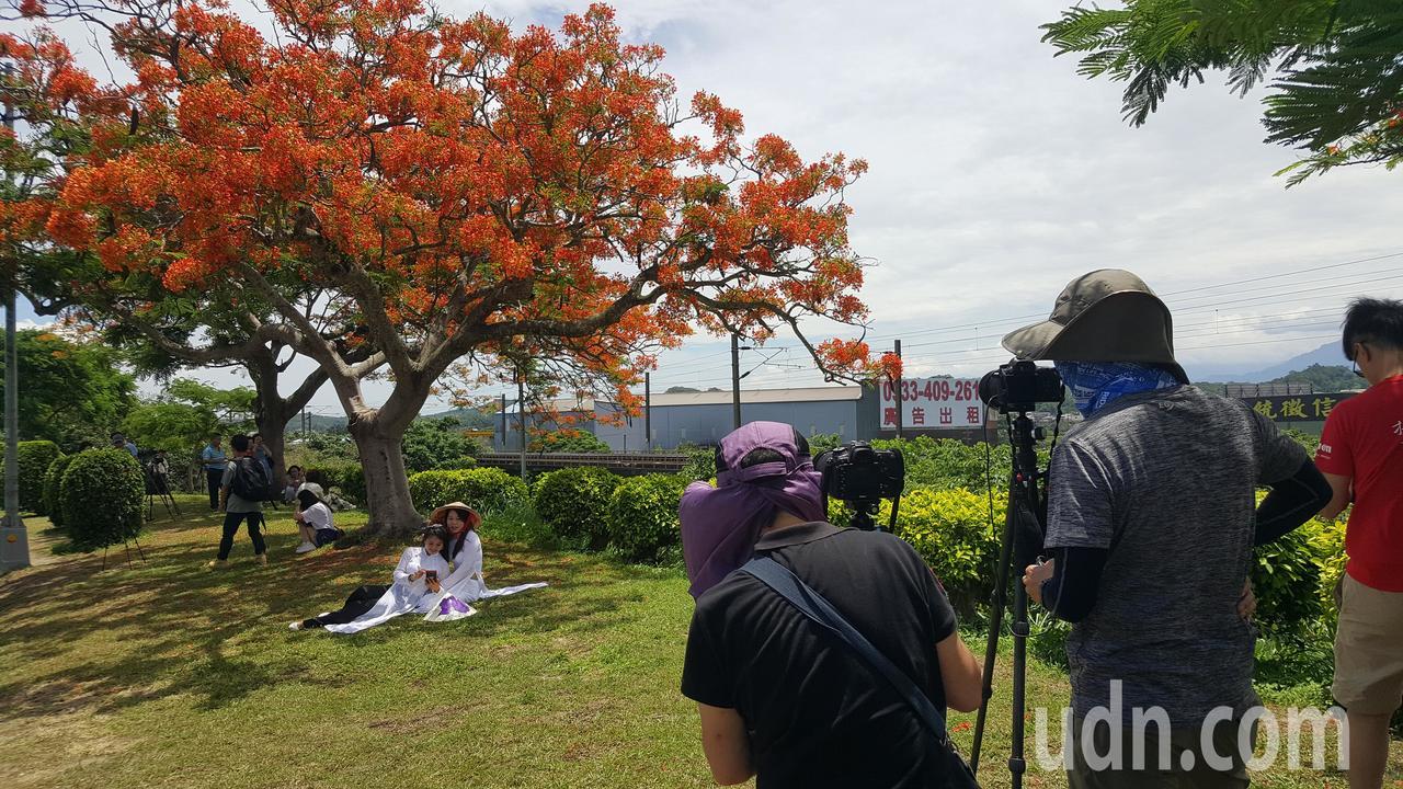 造橋鄉台13甲線公路旁的鳳凰木，每年花開時節都吸引攝影迷駐守拍照。